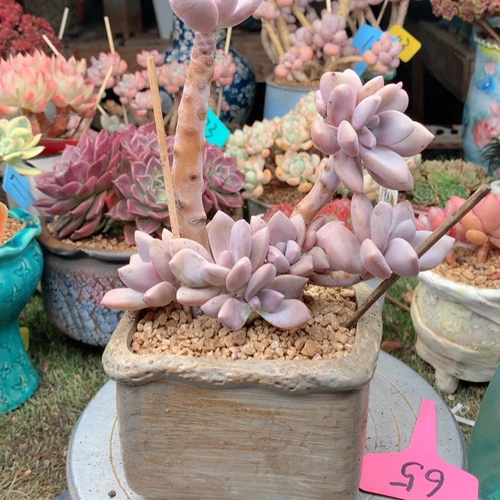 无花朵欢喜多肉一物一拍65