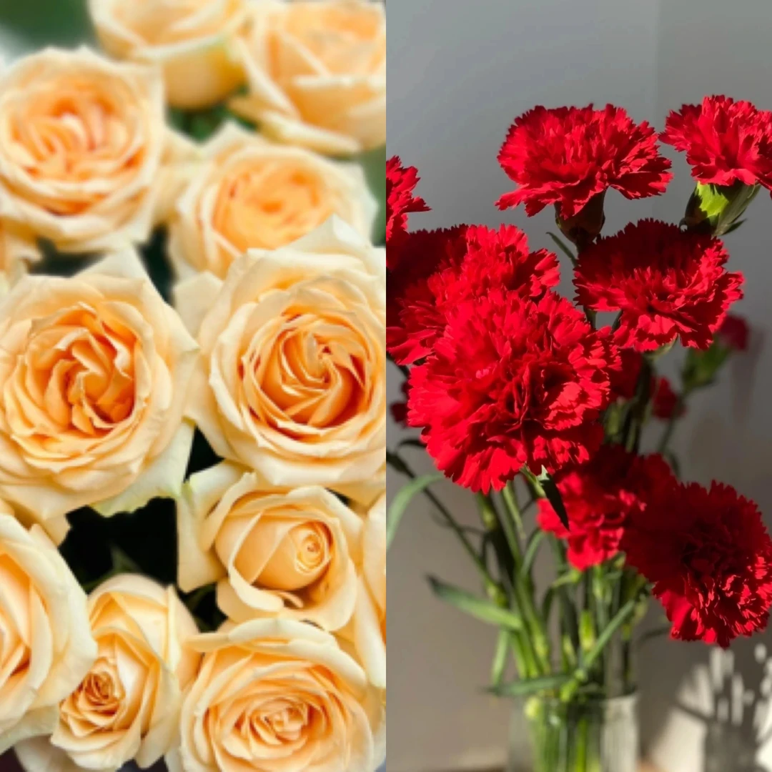 云影优选【香槟红康组合】昆明鲜花批发次日达顺丰包邮