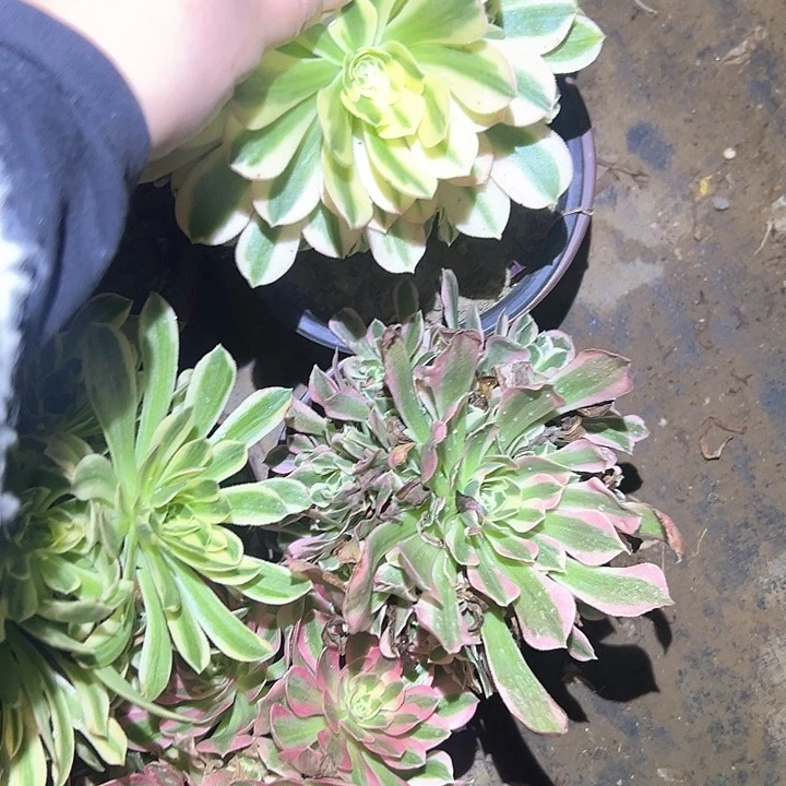 季*风多肉植物一物一拍五颗114