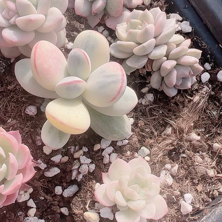 四*d r z w多肉植物