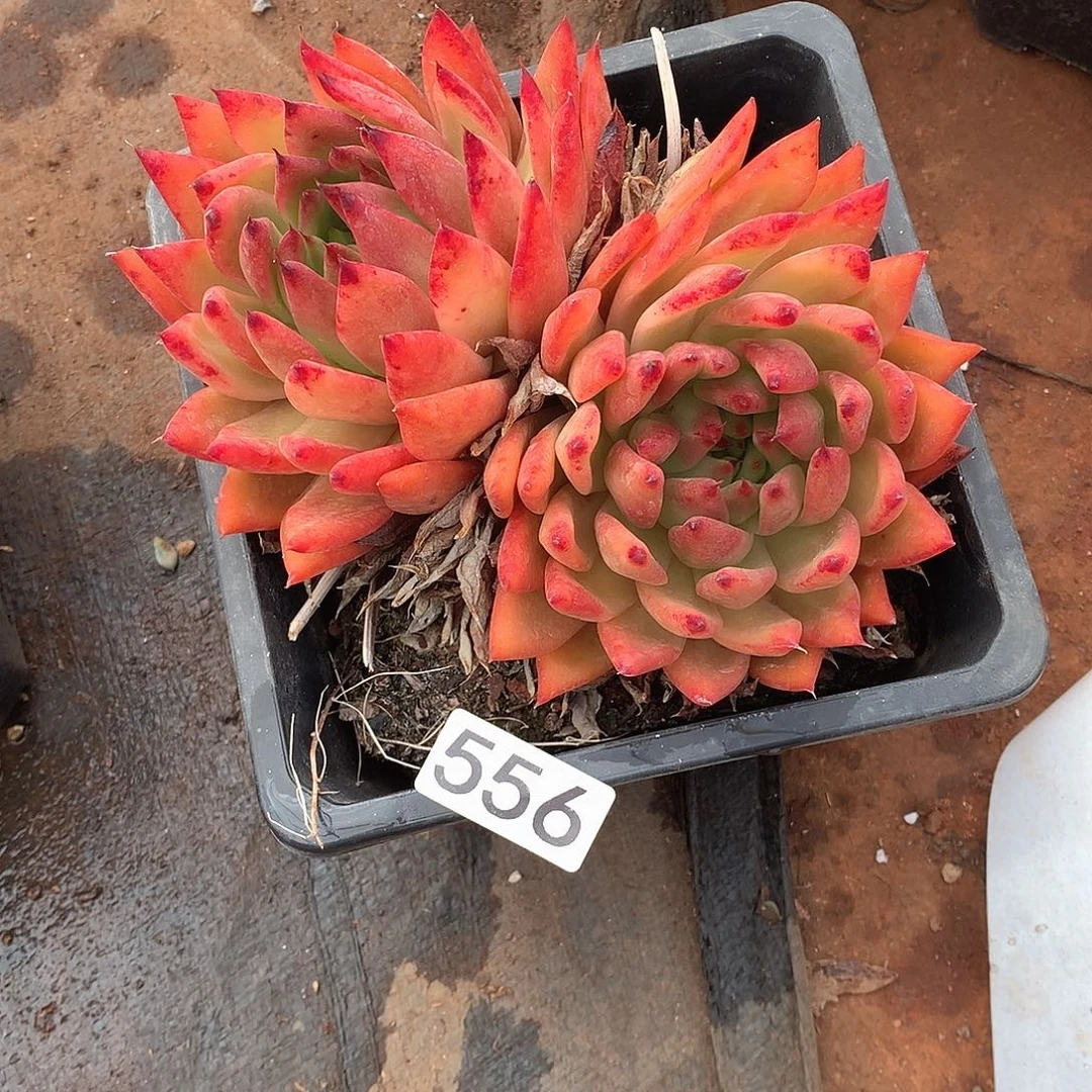 556 一物一拍多肉