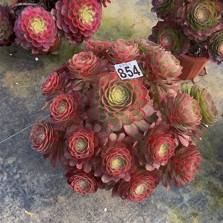 X***N00000000000000000854莲花座