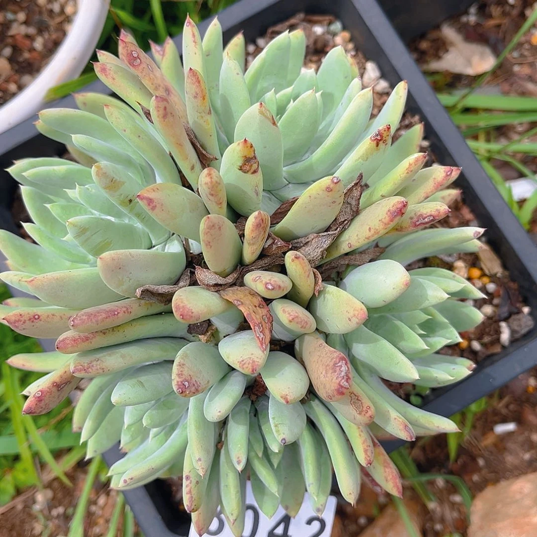 红帕老桩多头3042