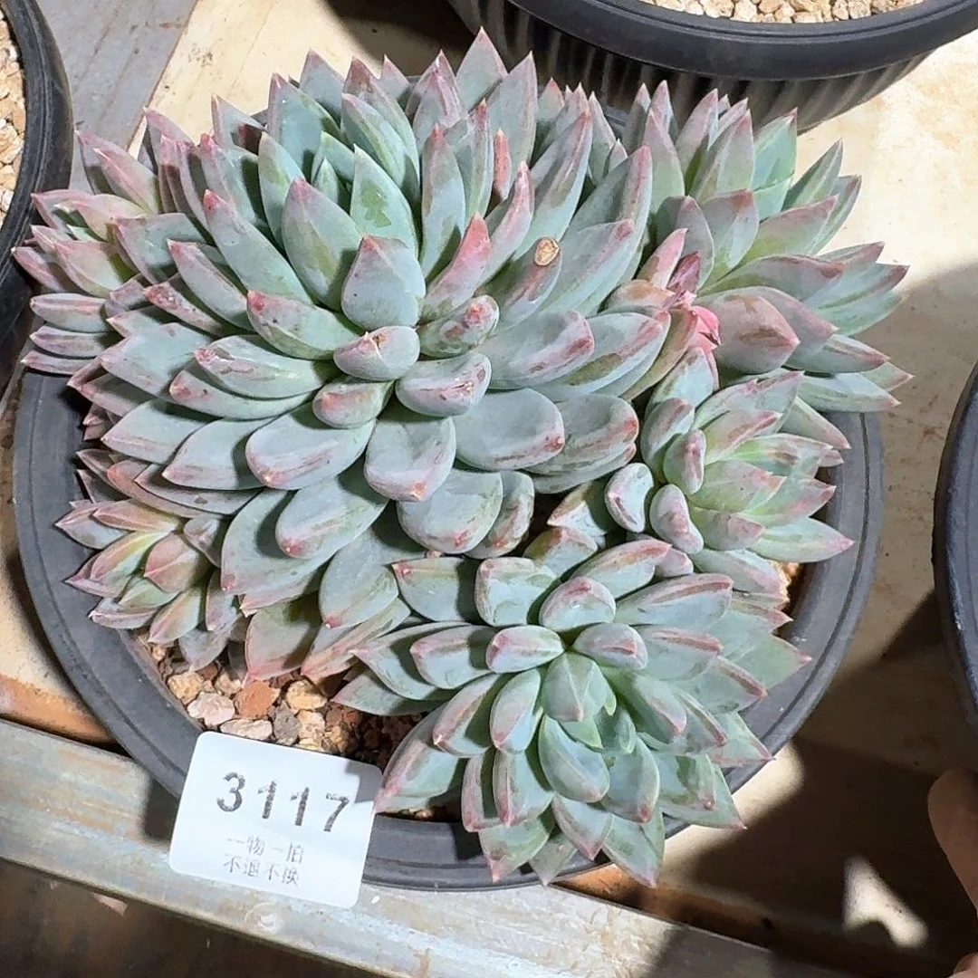 华****金3117号红旦美人