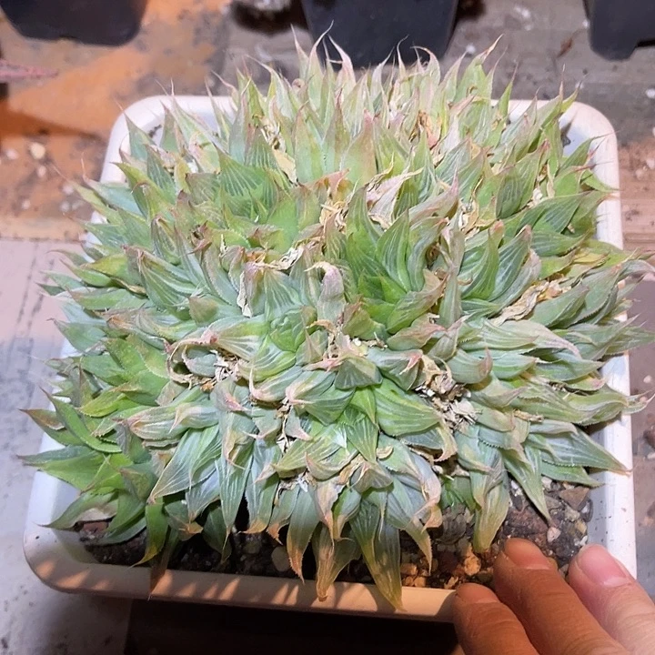 满38包邮2天凑单，脱土晾根发货多肉植物祝晏寿大群