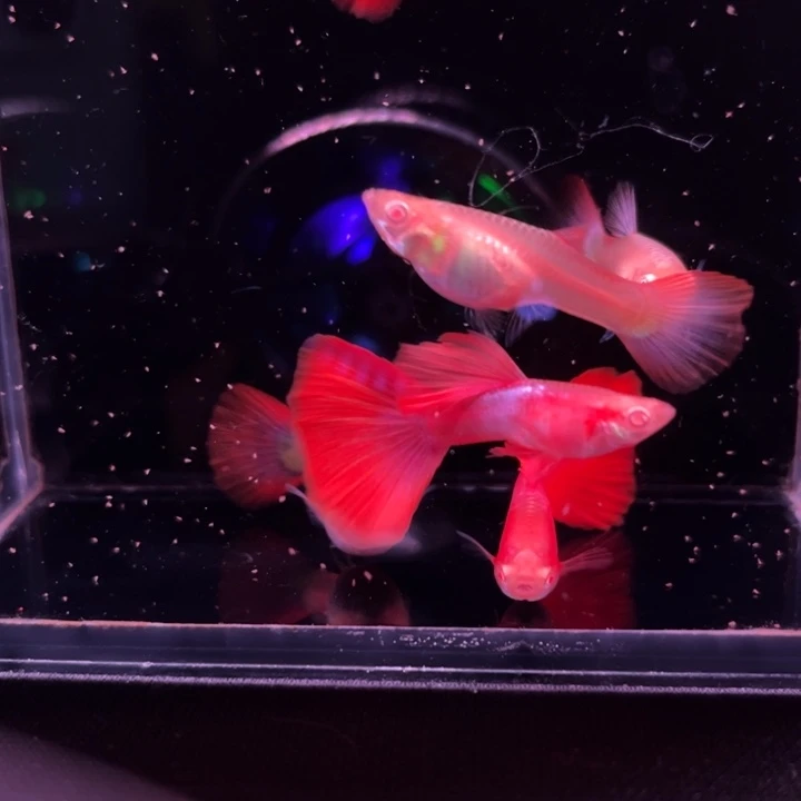 青***丝孔雀鱼红粉佳人礼服3对