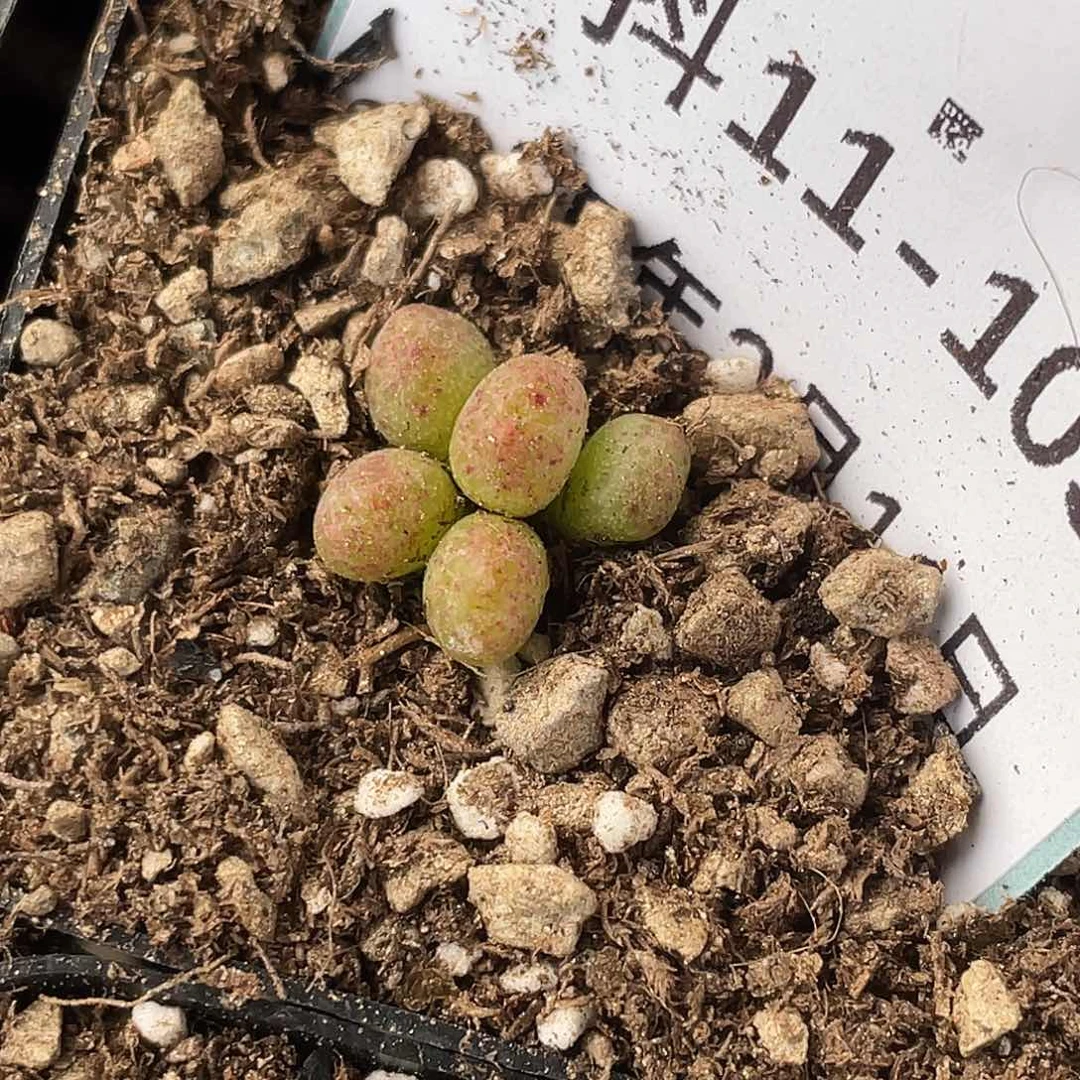 11-105斑马多肉植物