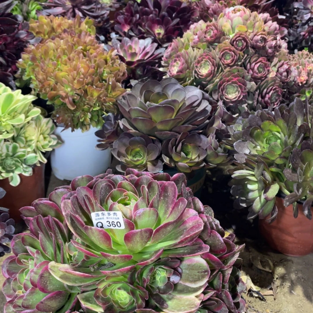 360奶白多肉法师断枝不包