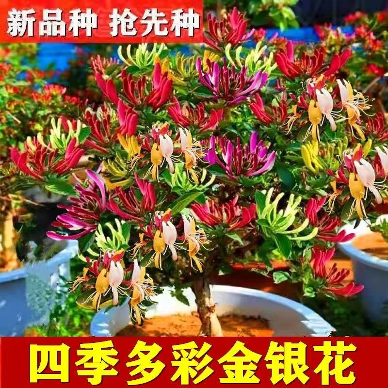 金银花原杯原土食用树形盆栽地栽花卉绿植窗台庭院爬藤泡茶
