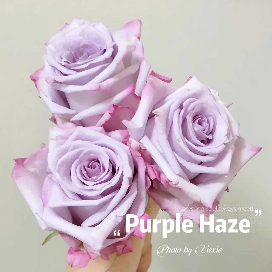 【3颗包邮】超新品紫雾月季紫色切花玫瑰花苗庭院阳台盆栽四季开花