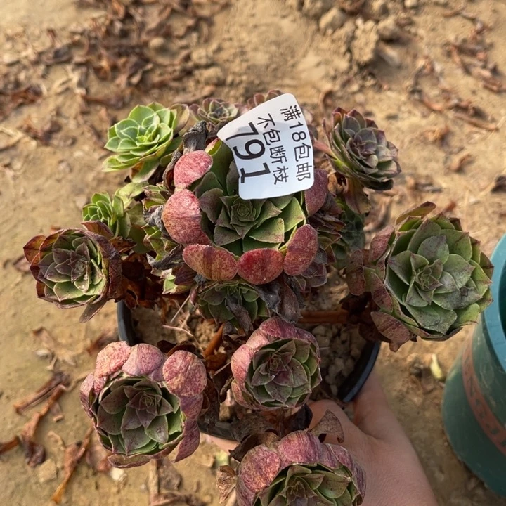 791万拉丝小手捧3