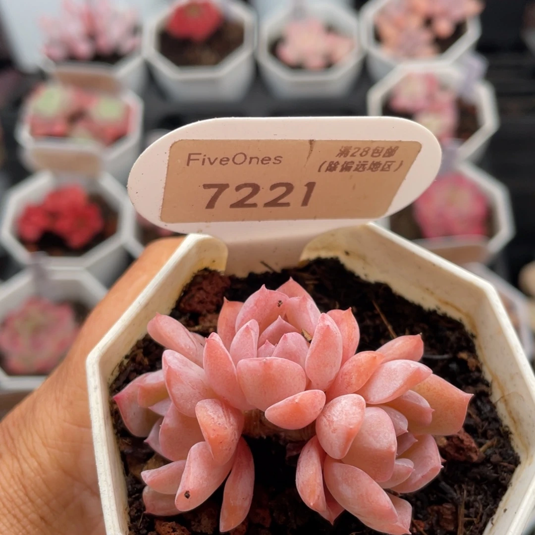 恩宠7221-5.0厘米