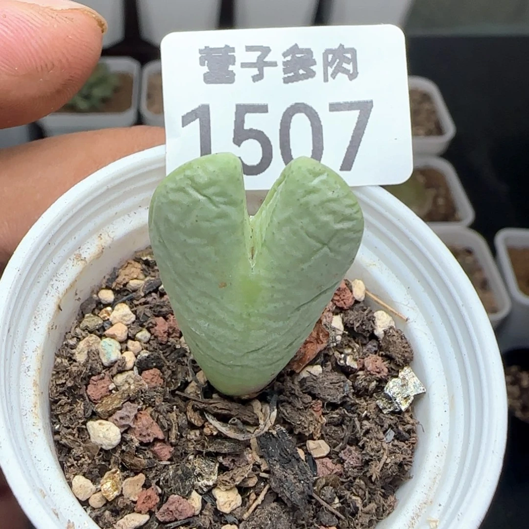 带盆土。