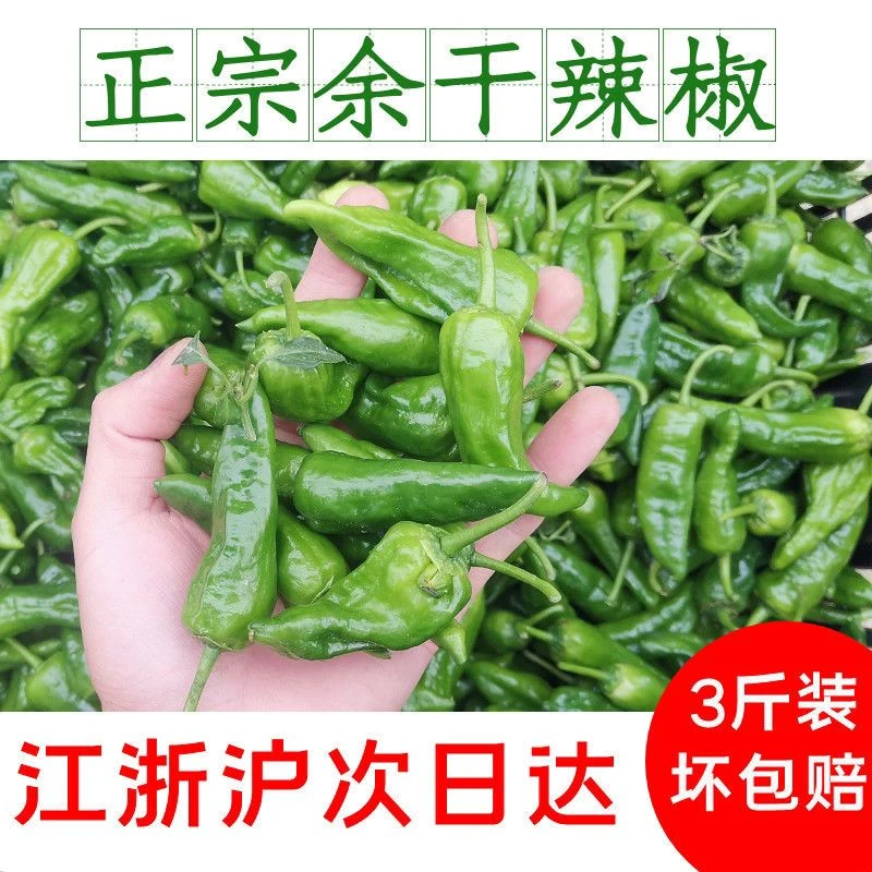 正宗江西余干辣椒新鲜农家余干枫树椒薄皮香辣土辣椒小青椒现摘