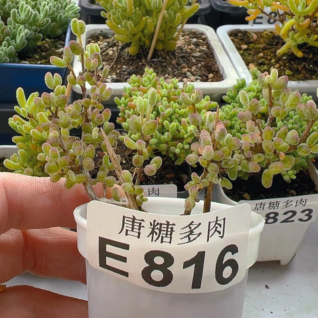 糖球虎斑锦816。