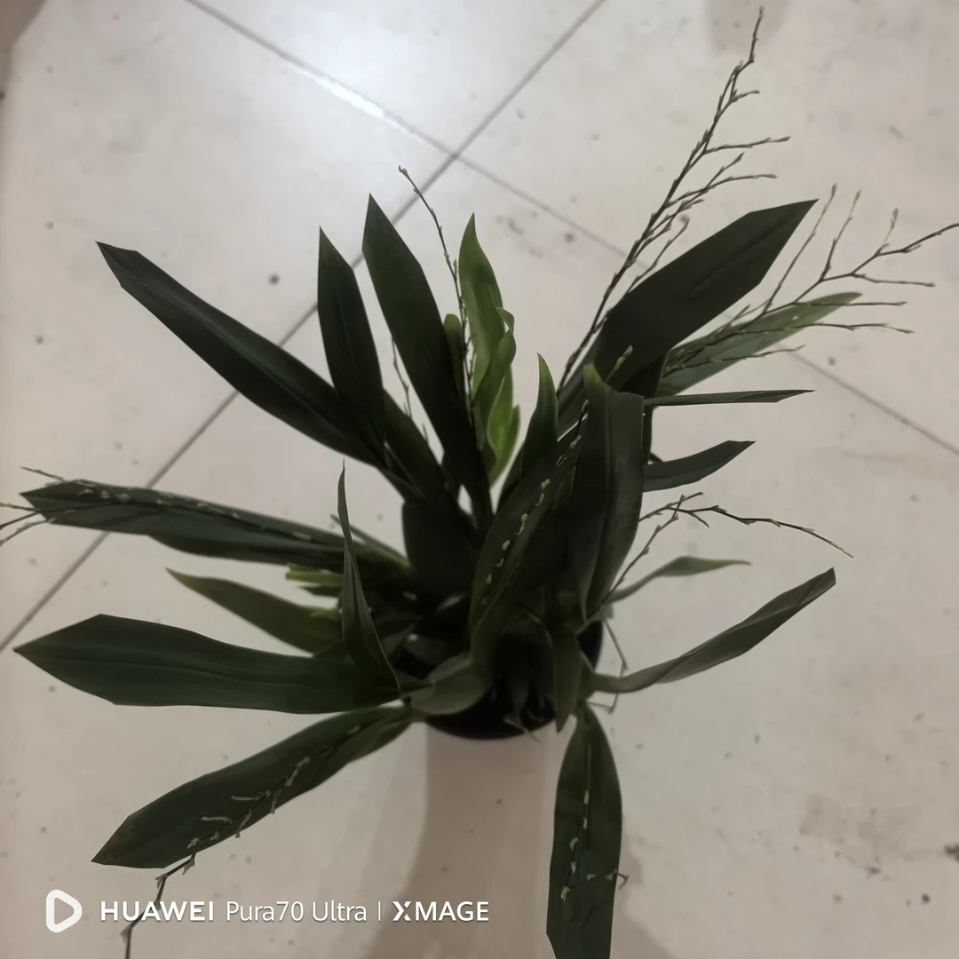 梦香兰室内养护开花满屋
