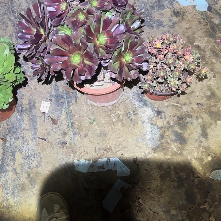 不包侧枝一物一拍5