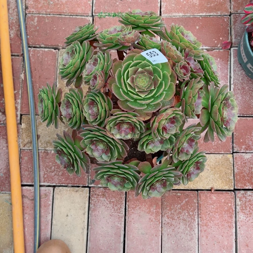 553万圣节法师多肉