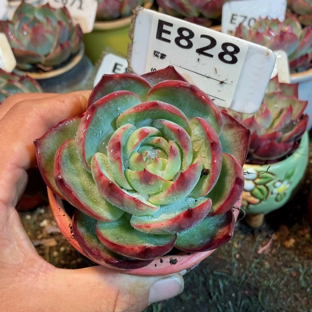 惊鸿一瞥828号楼多肉