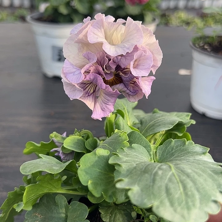 当前无花朵，栽培后可花朵033号