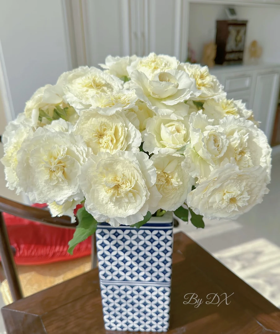 耐心稀有玫瑰（当地气温零度以下一定拍保温棉不拍冻伤不参与售后）