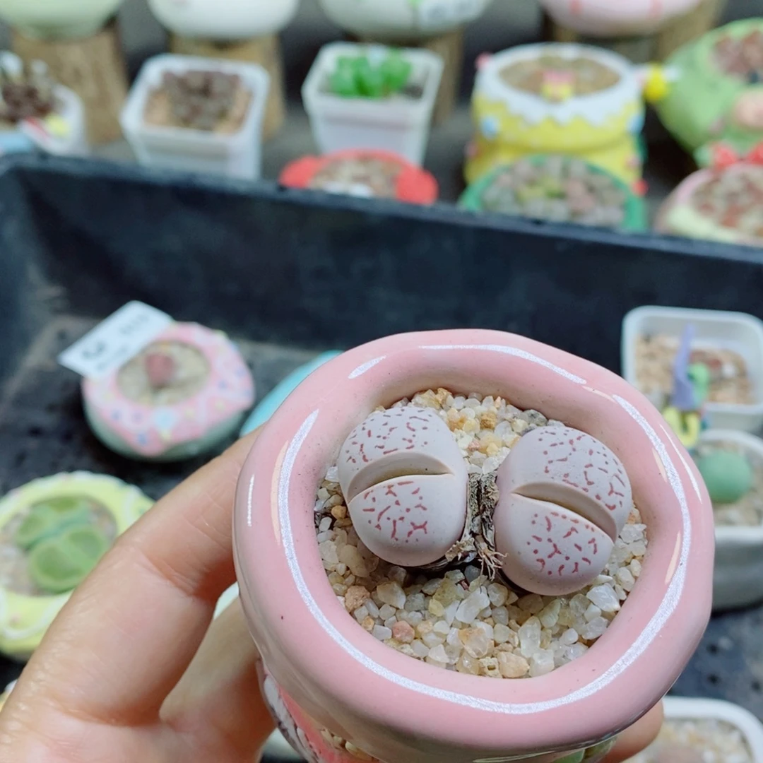 小***鱼生石花花花花花花生石花花花花花花921