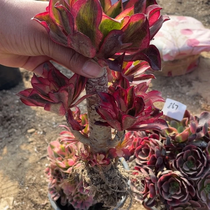 多肉植物法师802号