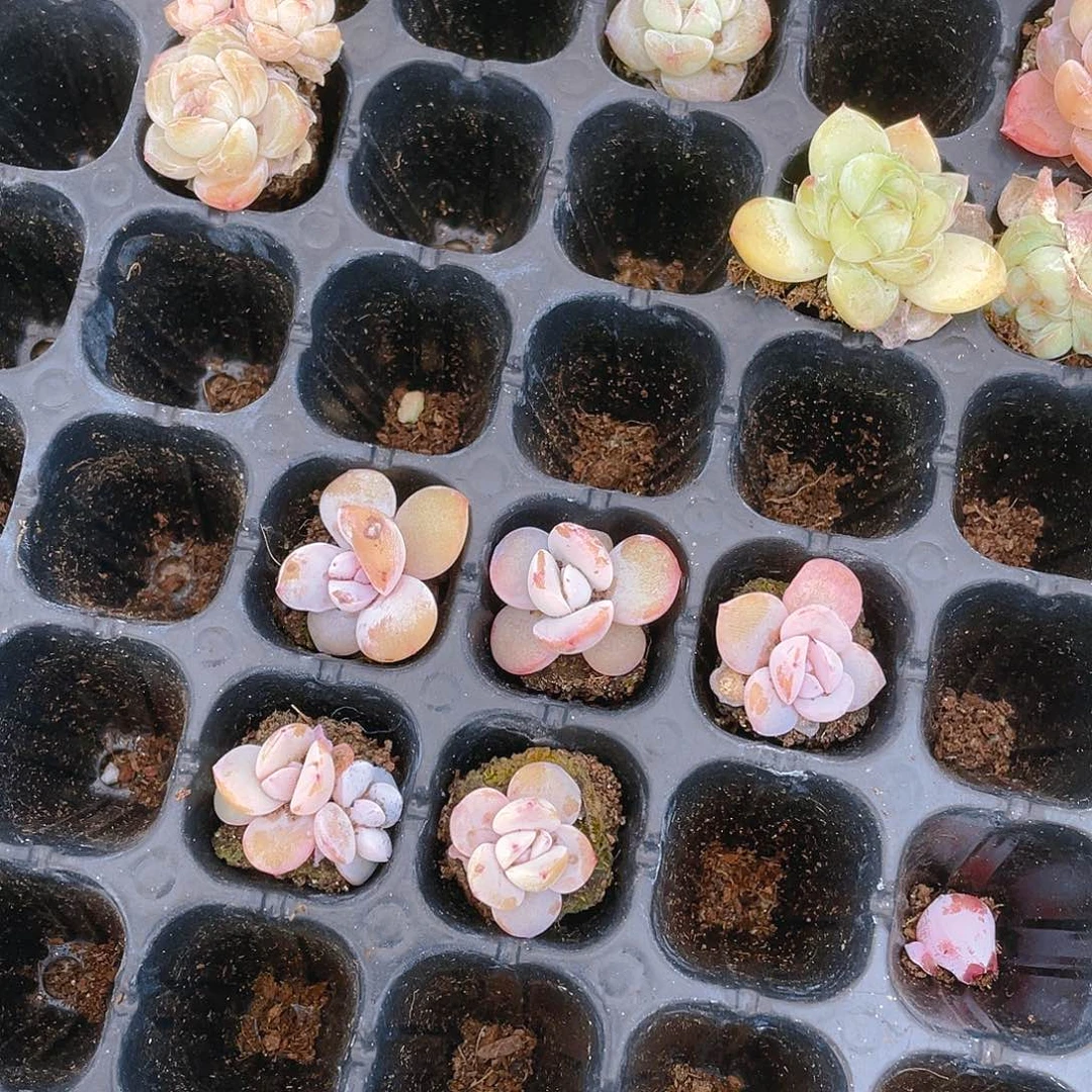 奶茶三个穴满25包邮