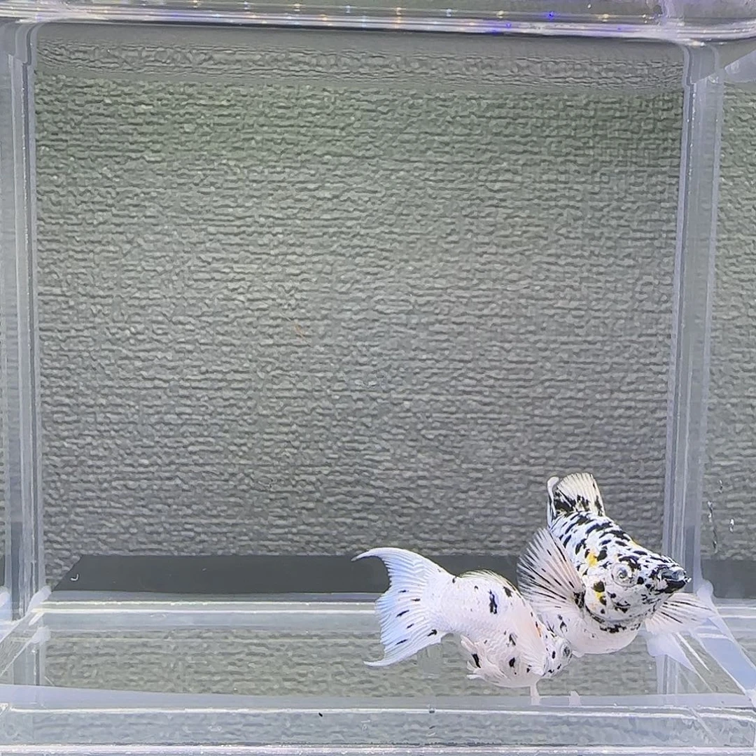 孔雀鱼三色奶牛钻眼