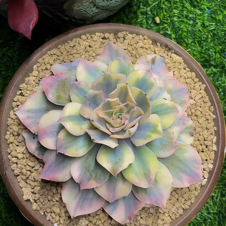 pinky锦哦哦哦哦哦哦哦哦哦