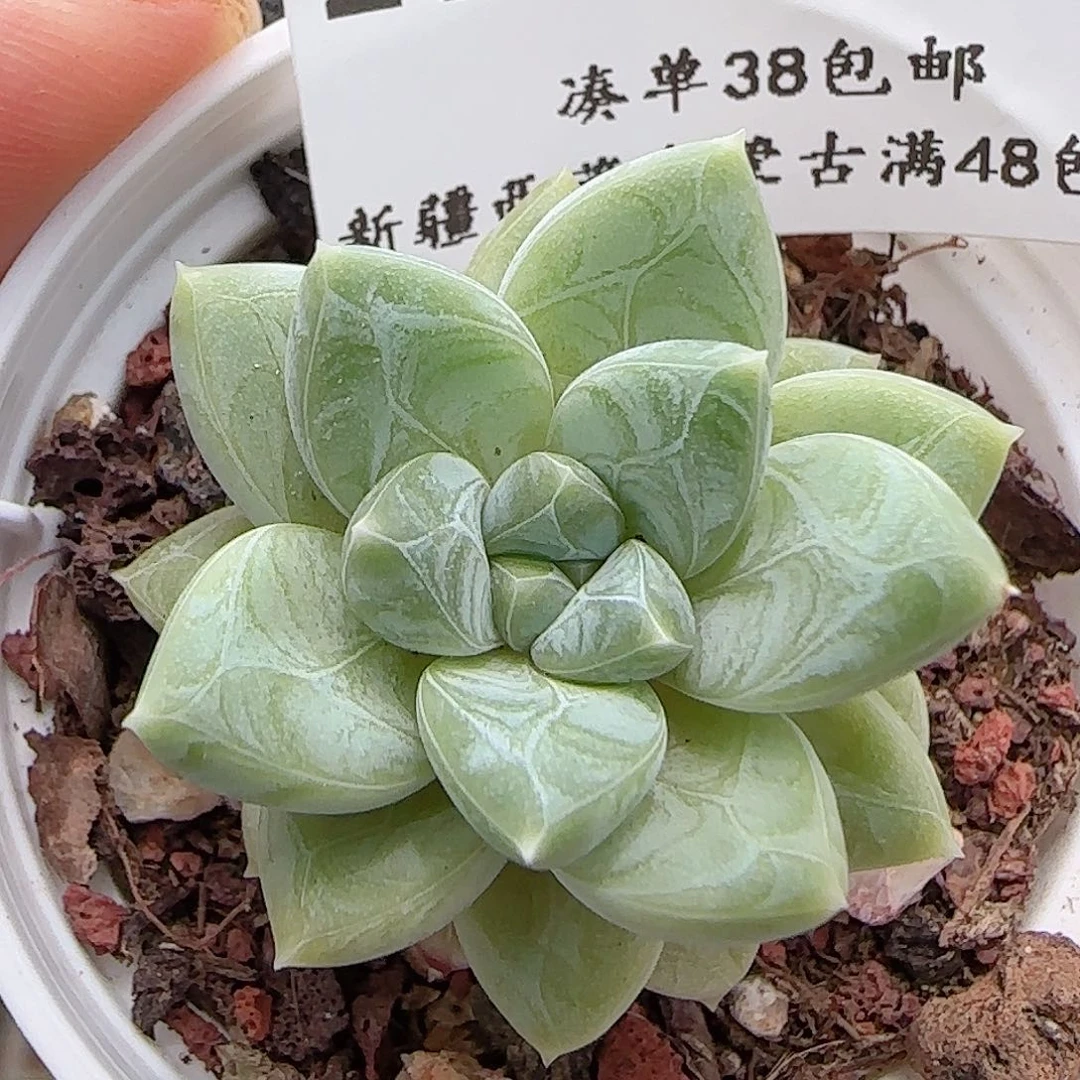 多肉0707-231克拉拉