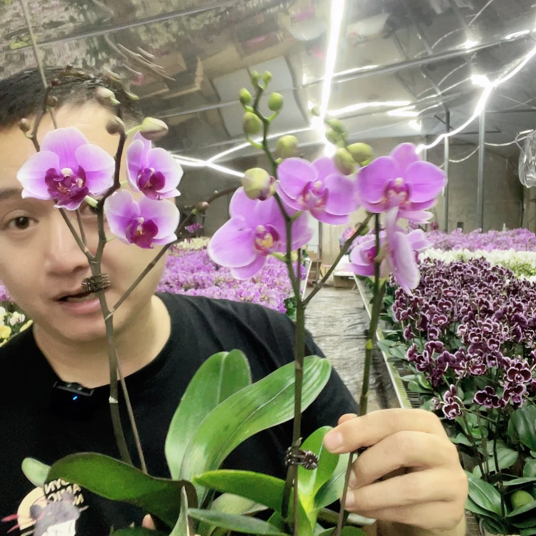 大部分开放少量花苞小粉花随机发