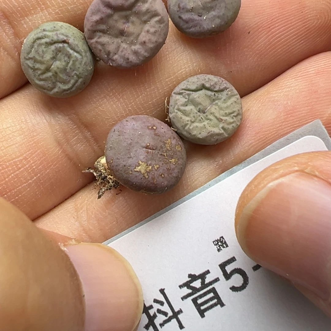 5-31肉锥多肉植物