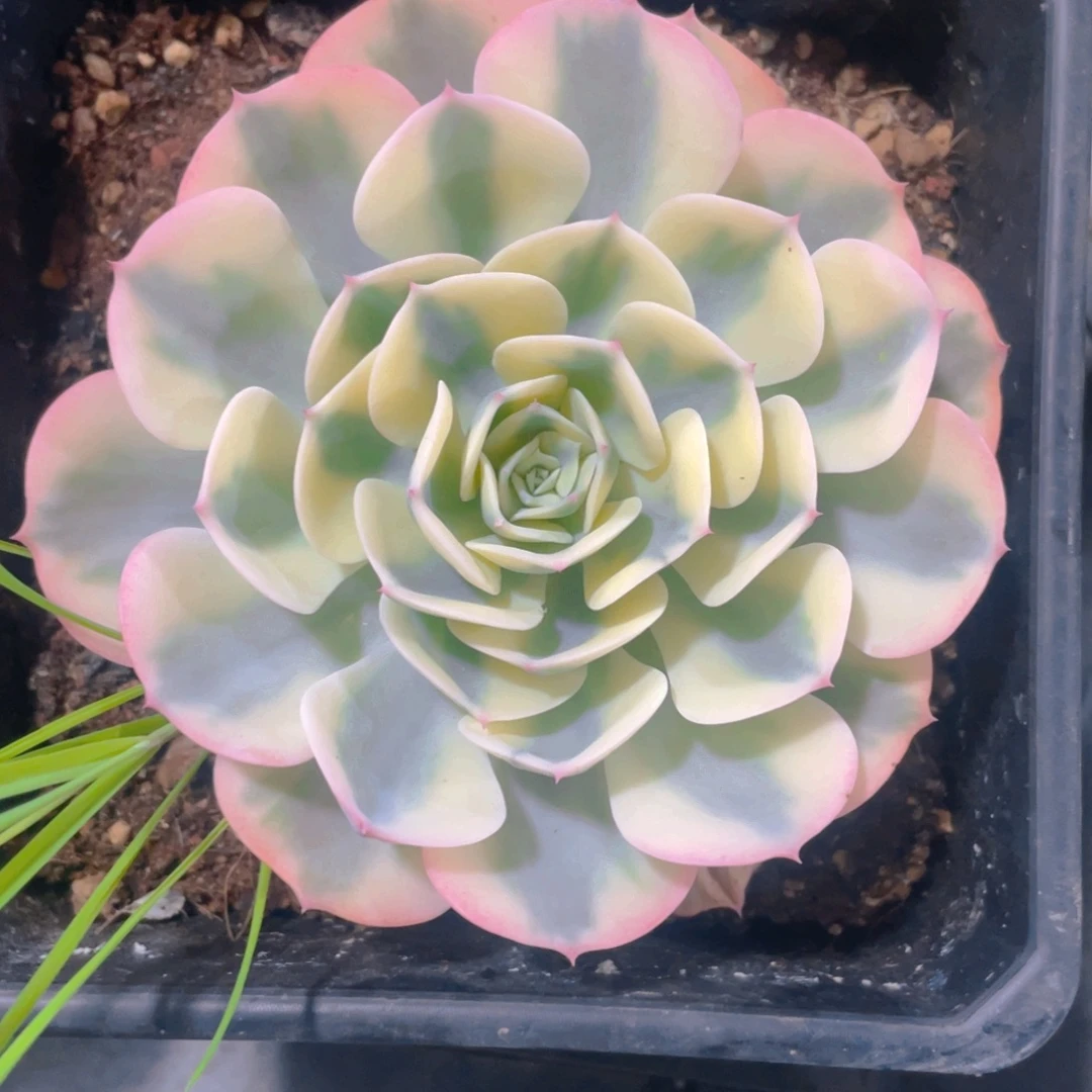 玉蝶锦多肉植物一棵