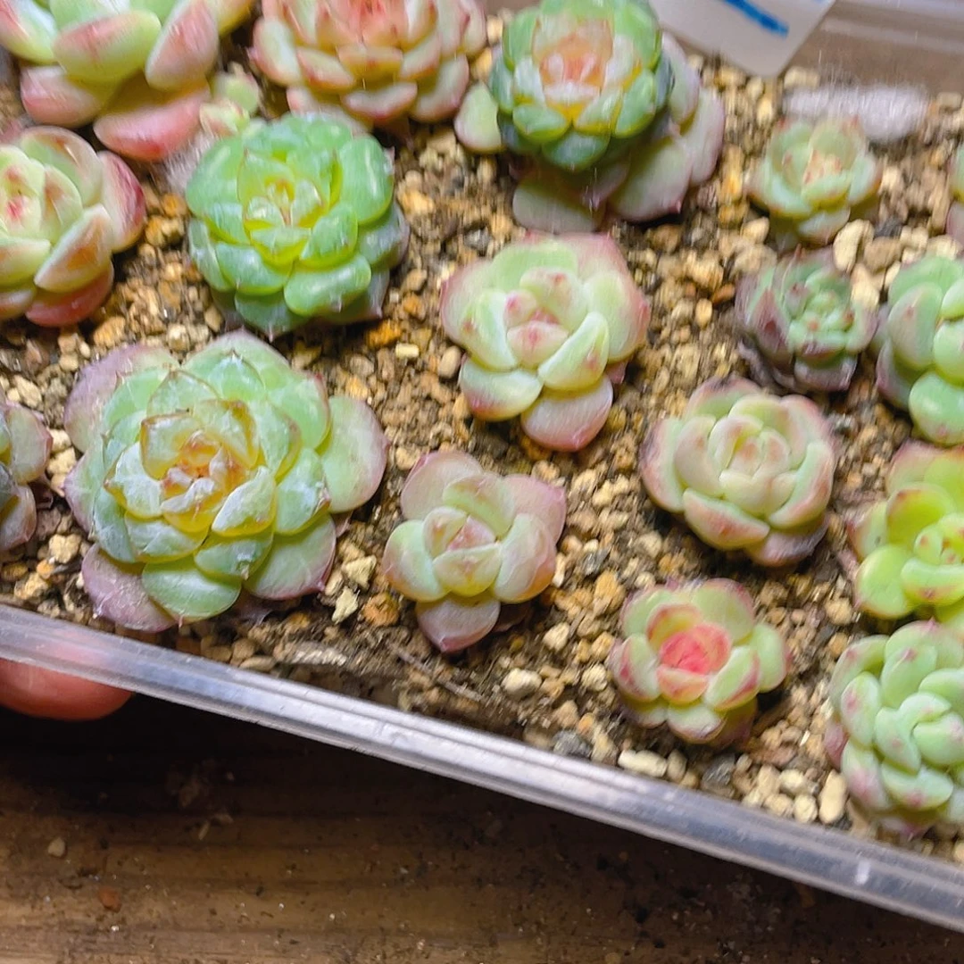 温***C多肉植物多肉植物119