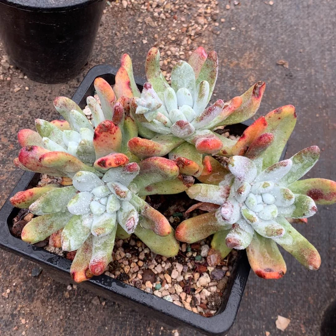 四头高桩拇指，2月8日发货多肉