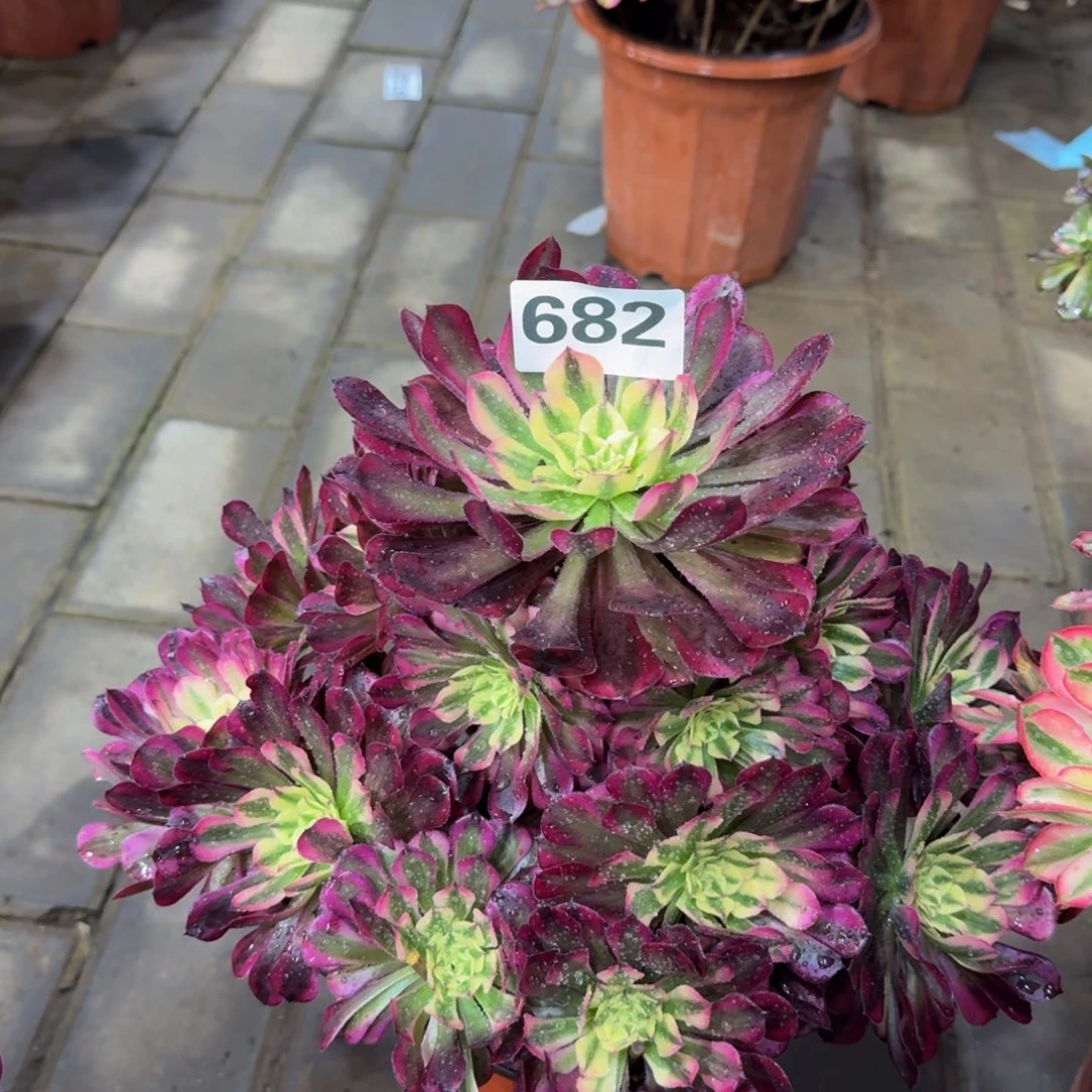 多肉植物682红桐柏。