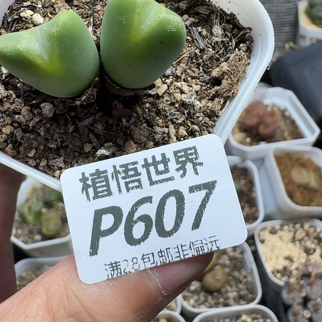 多肉植物的人生ghjj