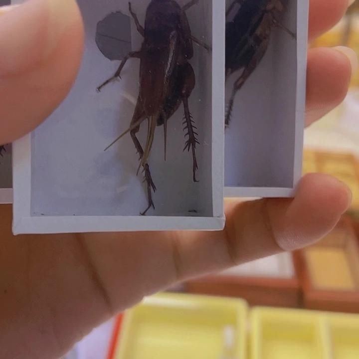 龙***蝈油葫芦3条啊啊啊啊