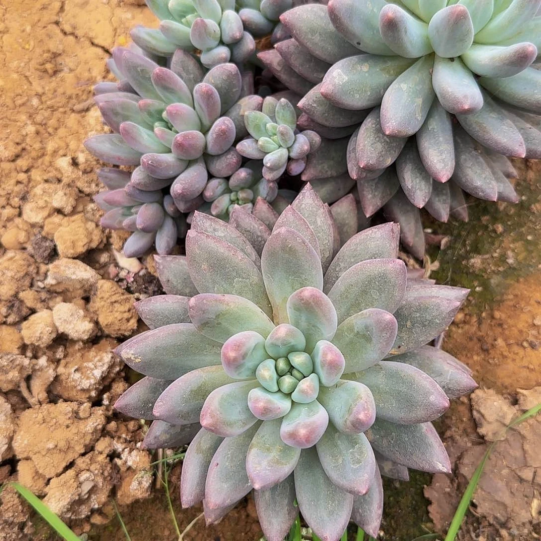 景*多肉植物紫美人