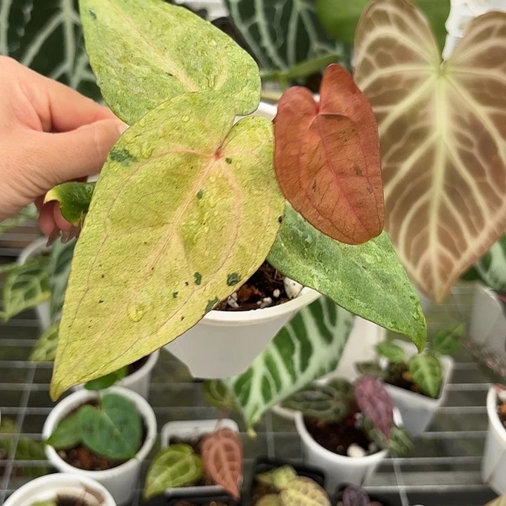 完全开放Papi杂奶油薄荷锦