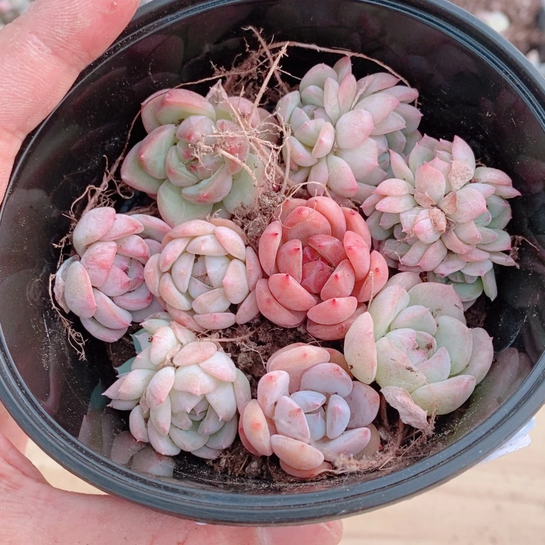 多肉植物精品切糕B714