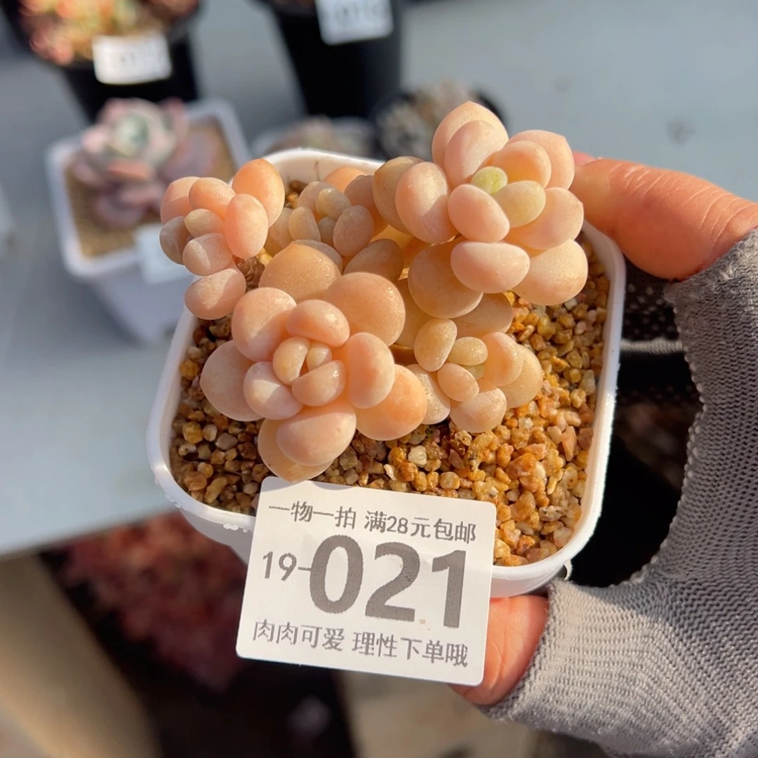 奶白糖多肉多肉多肉多肉