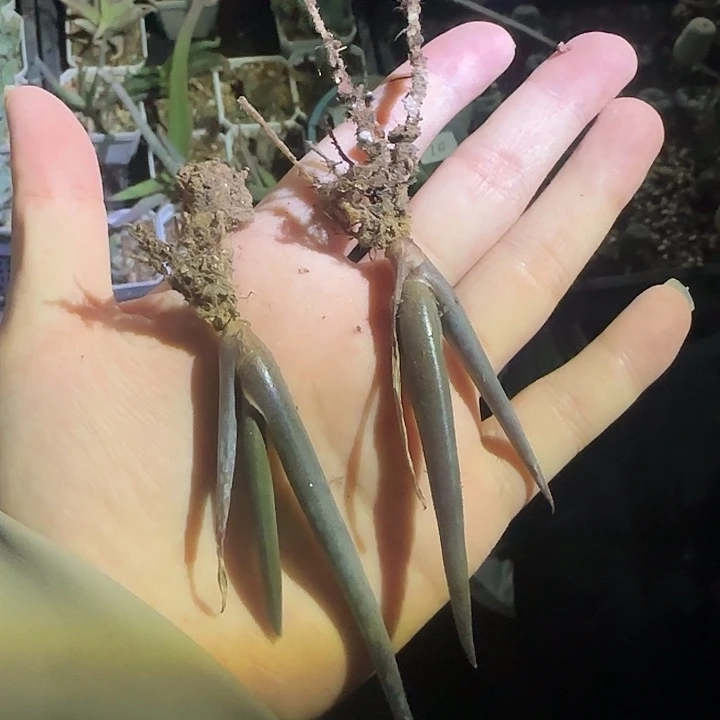 索赞芦荟多肉植物