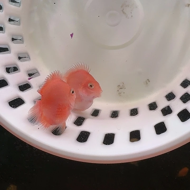 鹦鹉鱼迷你鹦鹉鱼