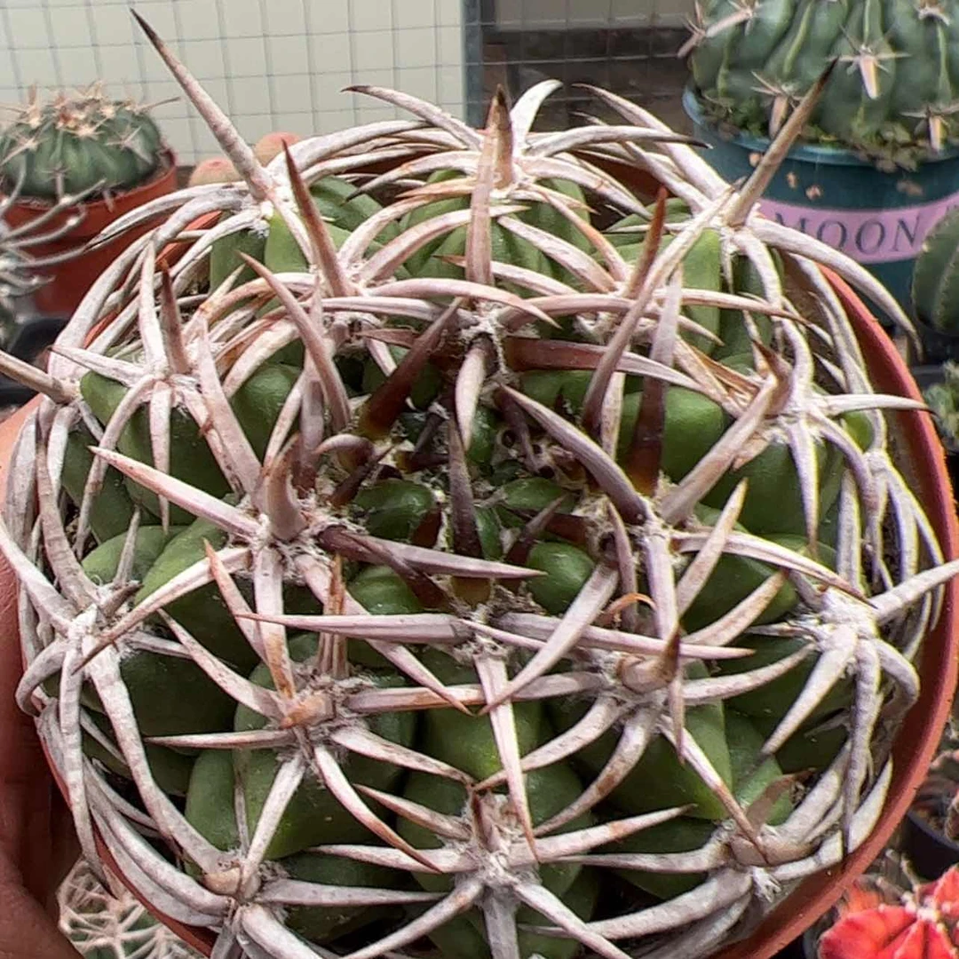 【闪购商品】实生仙人球