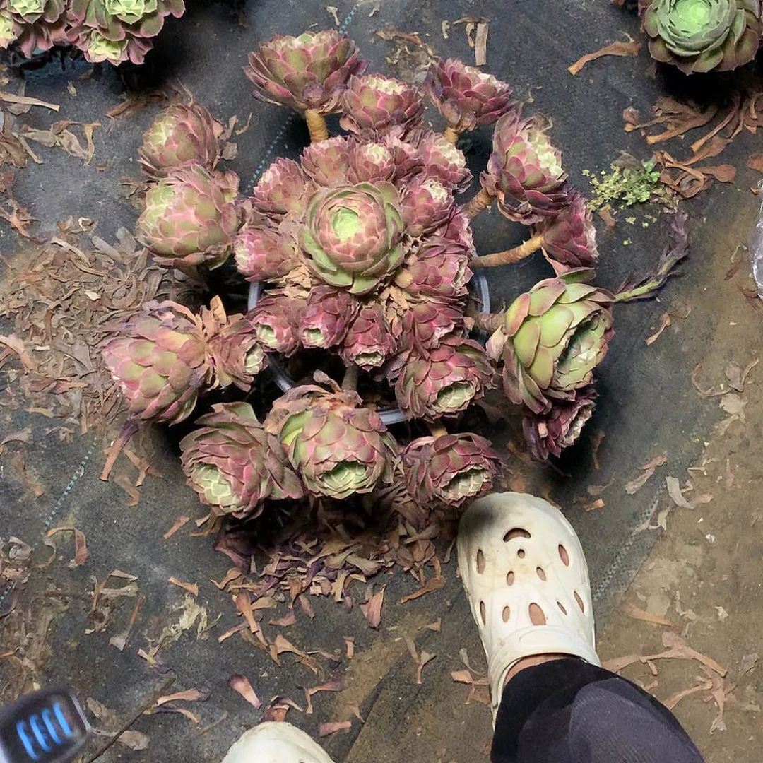 多肉多肉多肉莲花座