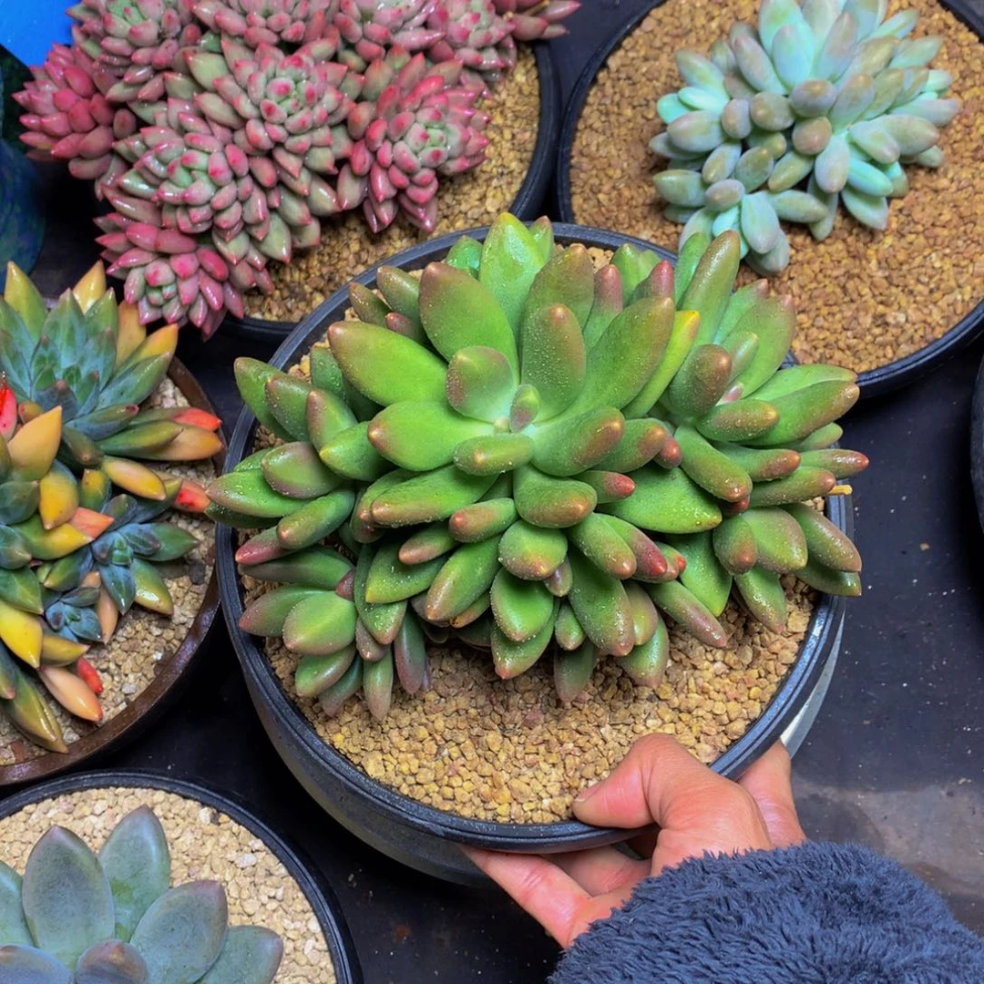 锦***花哈哈哈哈哈哈哈哈哈哈哈哈哈哈