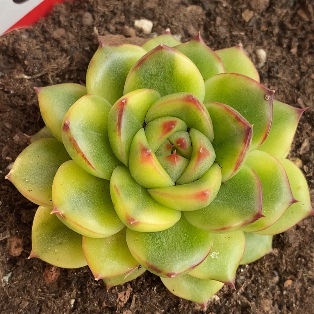 663月亮石哈哈哈哈哈