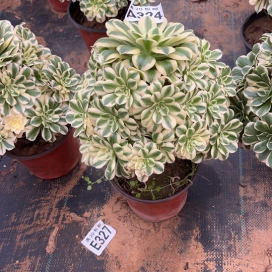 324迈巴赫不包断枝